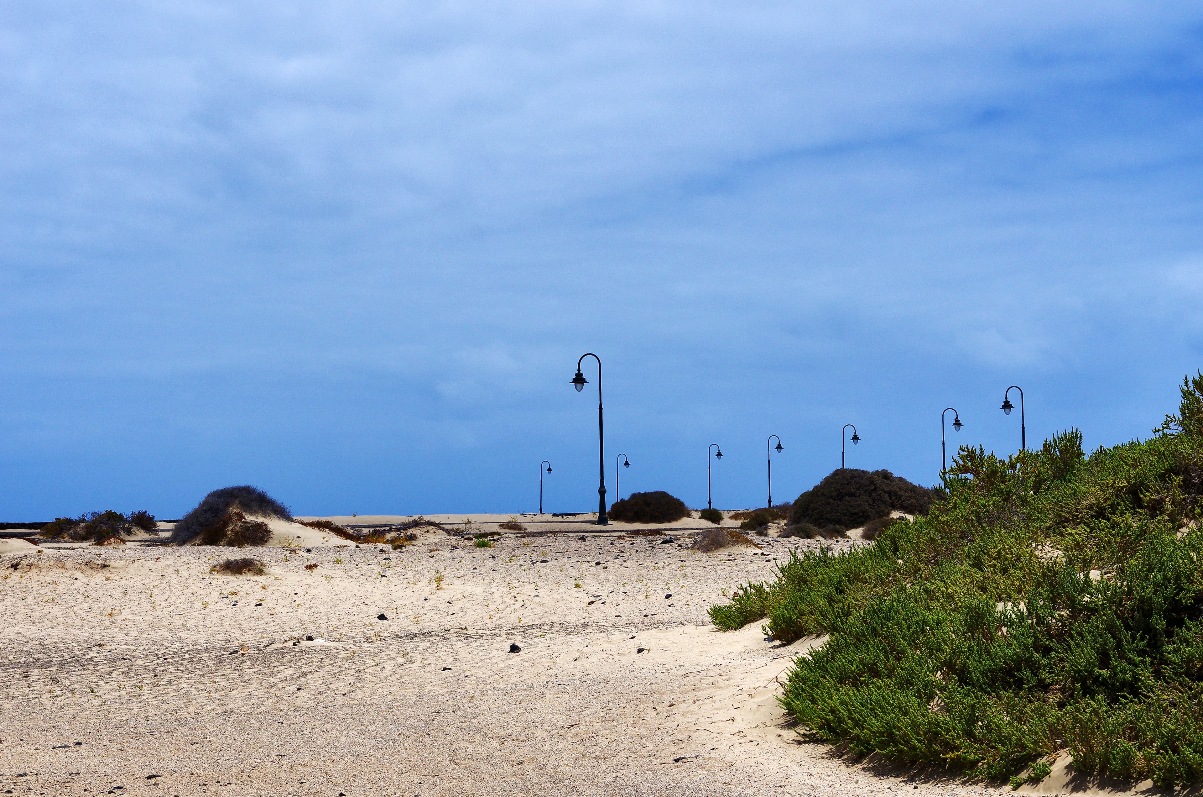 a sandy beach with a bunch of green plants