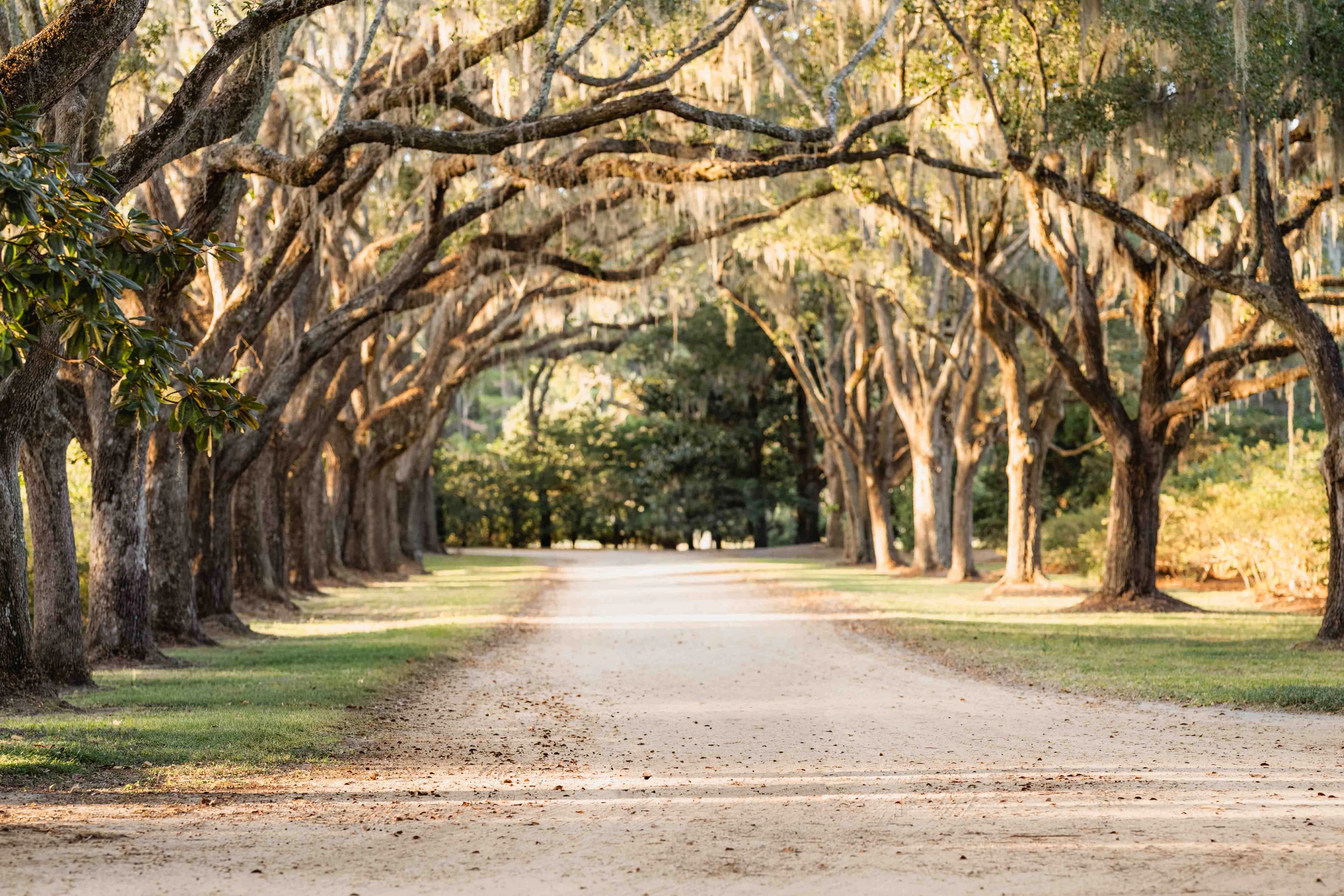 A dirt road lined with large oak trees.