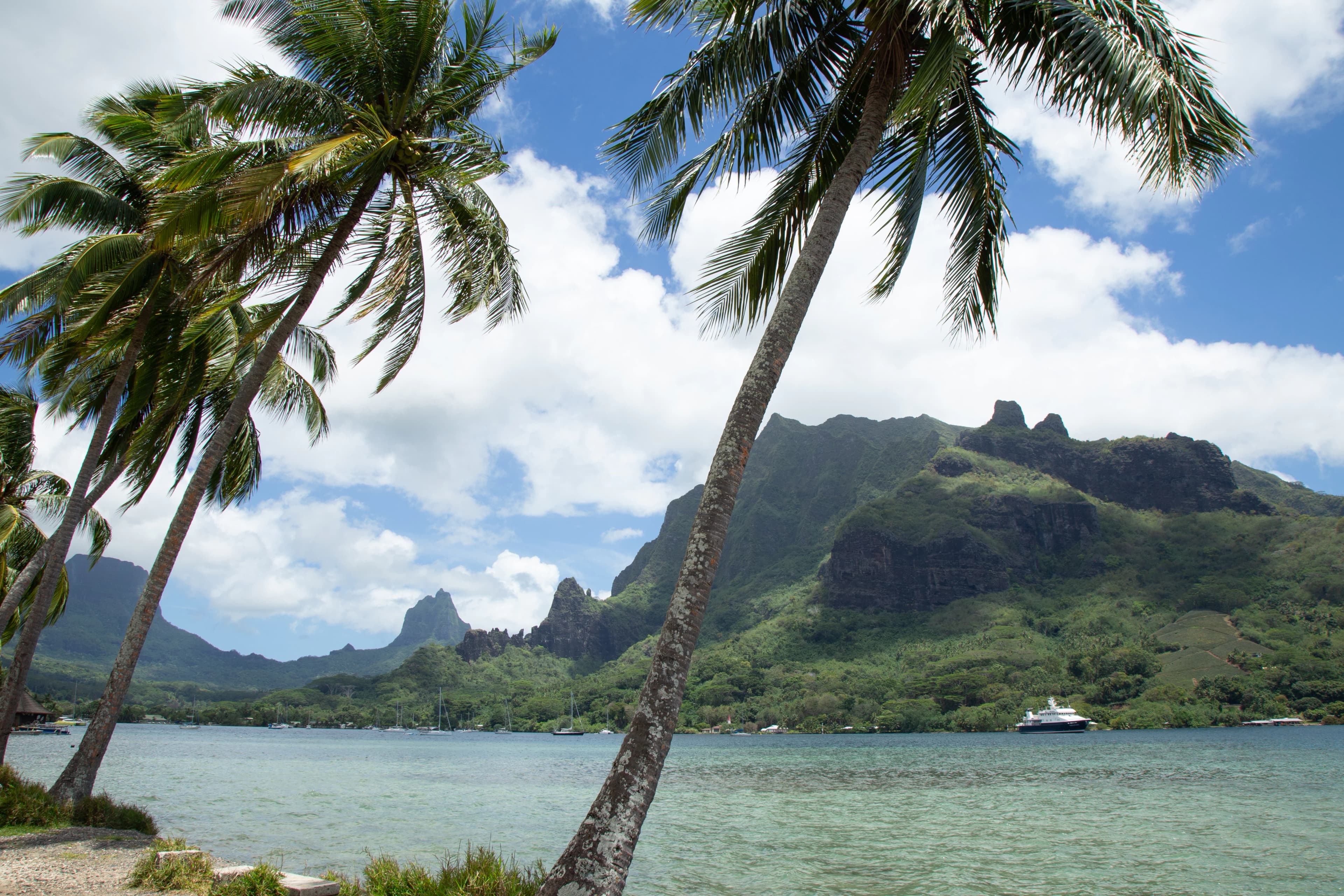 Palm trees, sea, and mountains create a tropical scene.