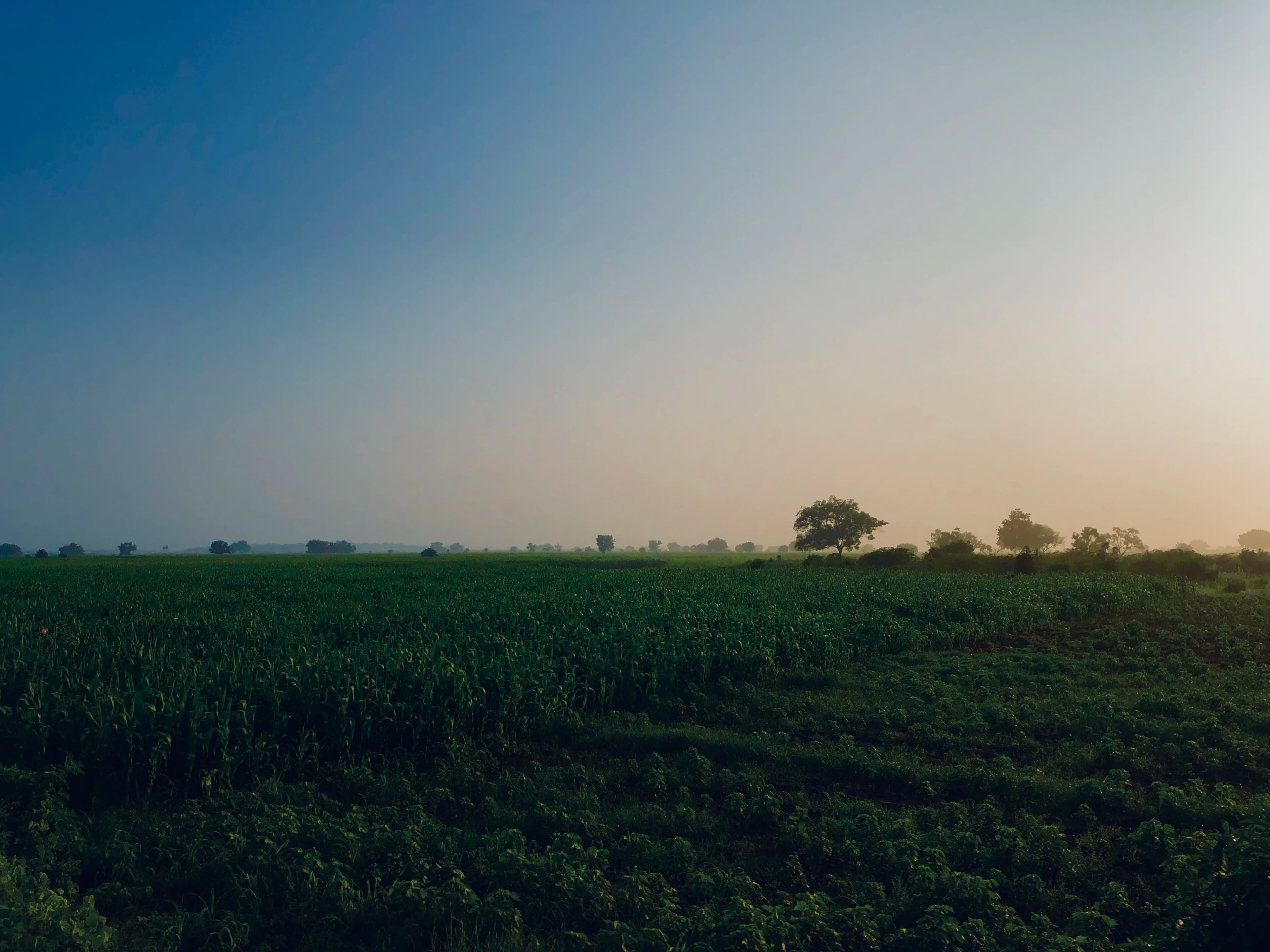 green grass field under blue sky during daytime