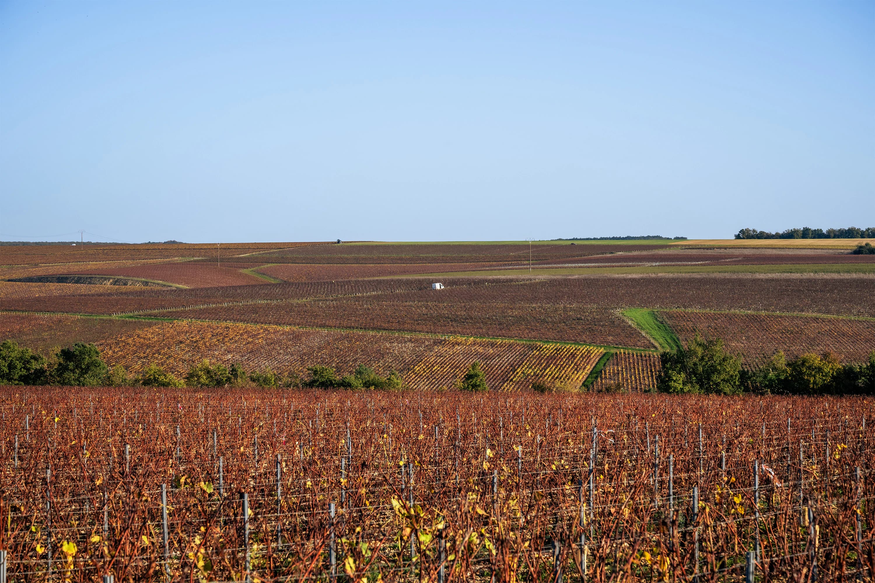 A large field with a bunch of trees in it