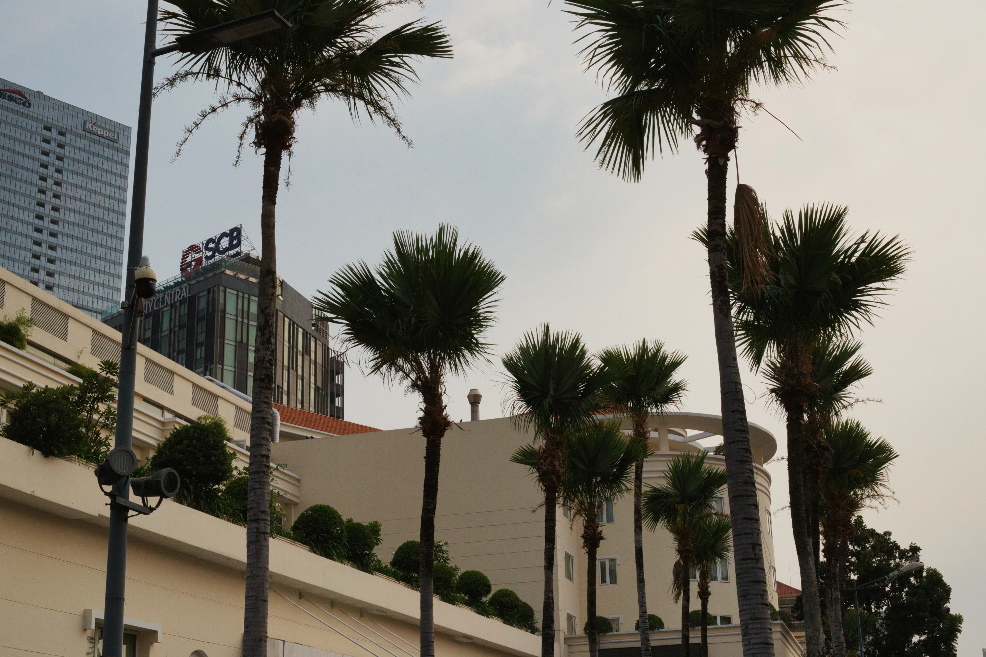 a row of palm trees in front of a building