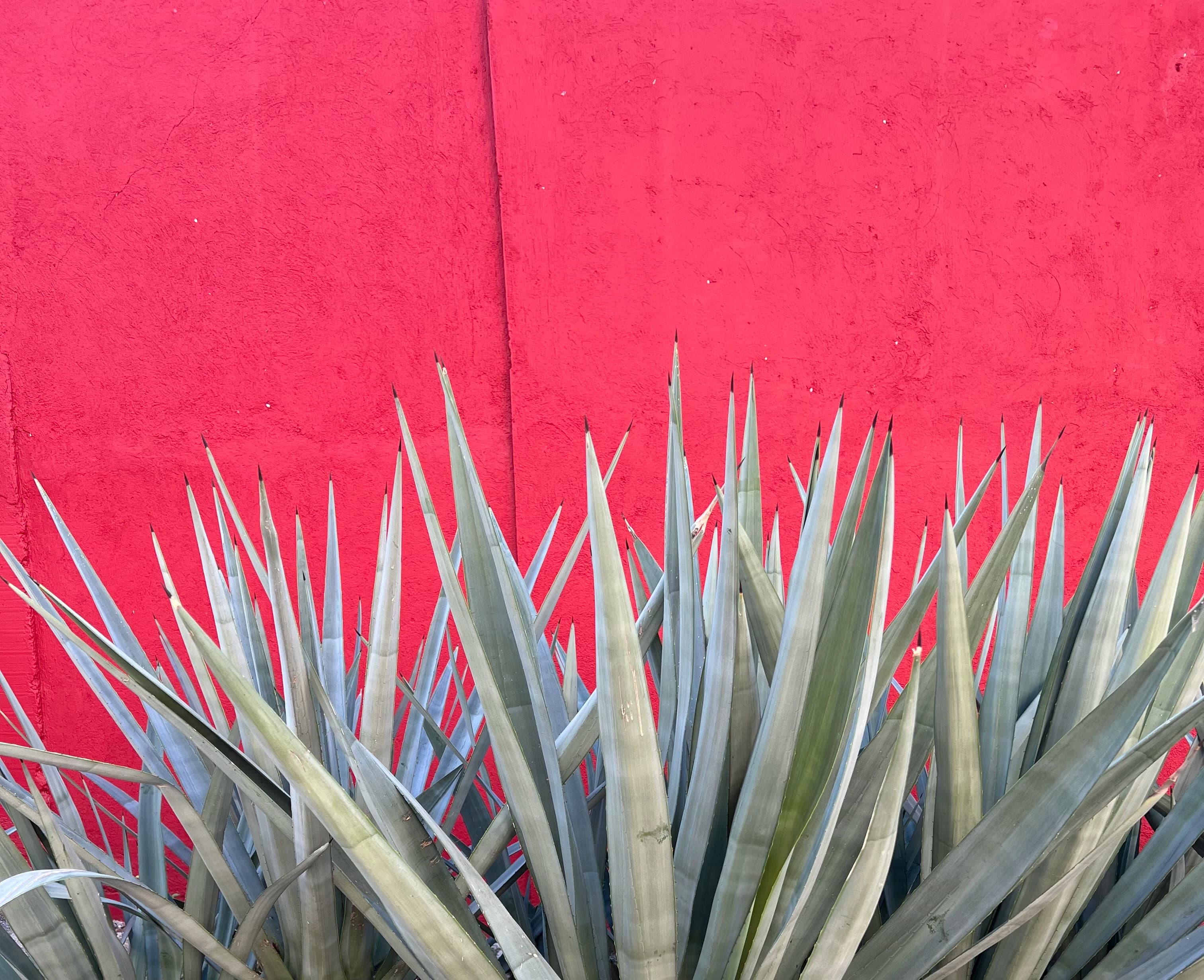 a close up of a plant near a red wall