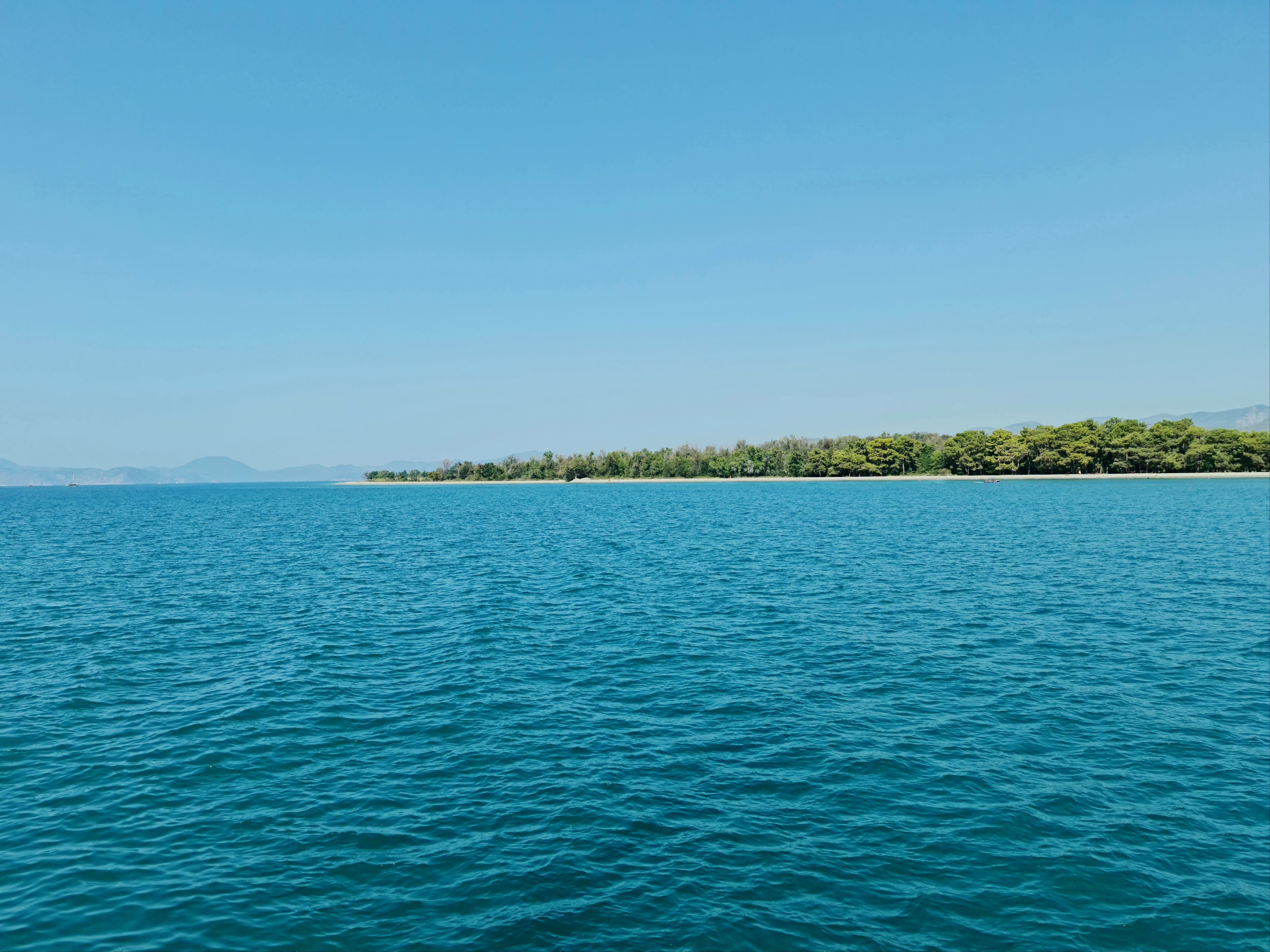 green trees beside body of water during daytime