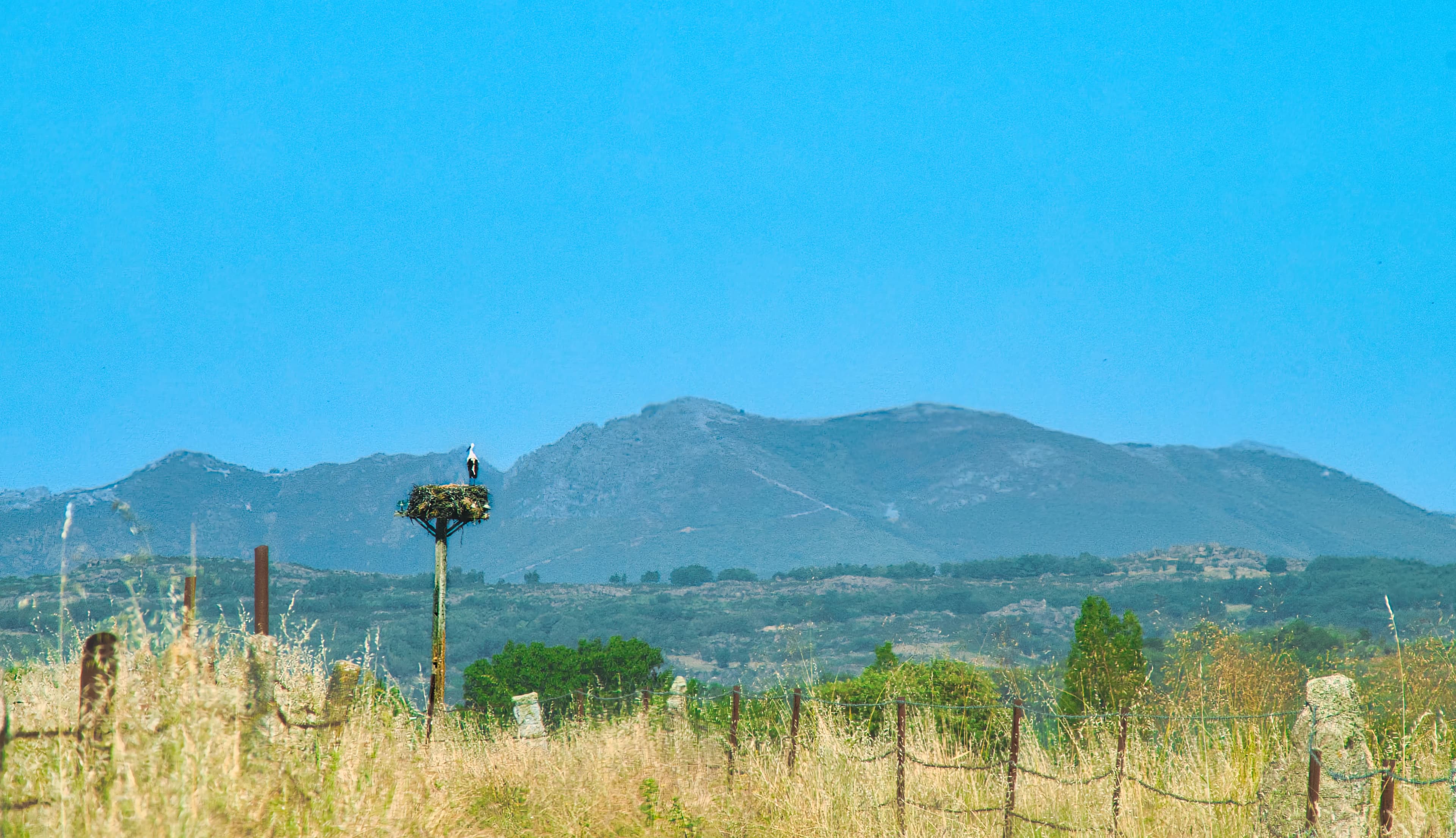 A stork's nest stands before a mountain.