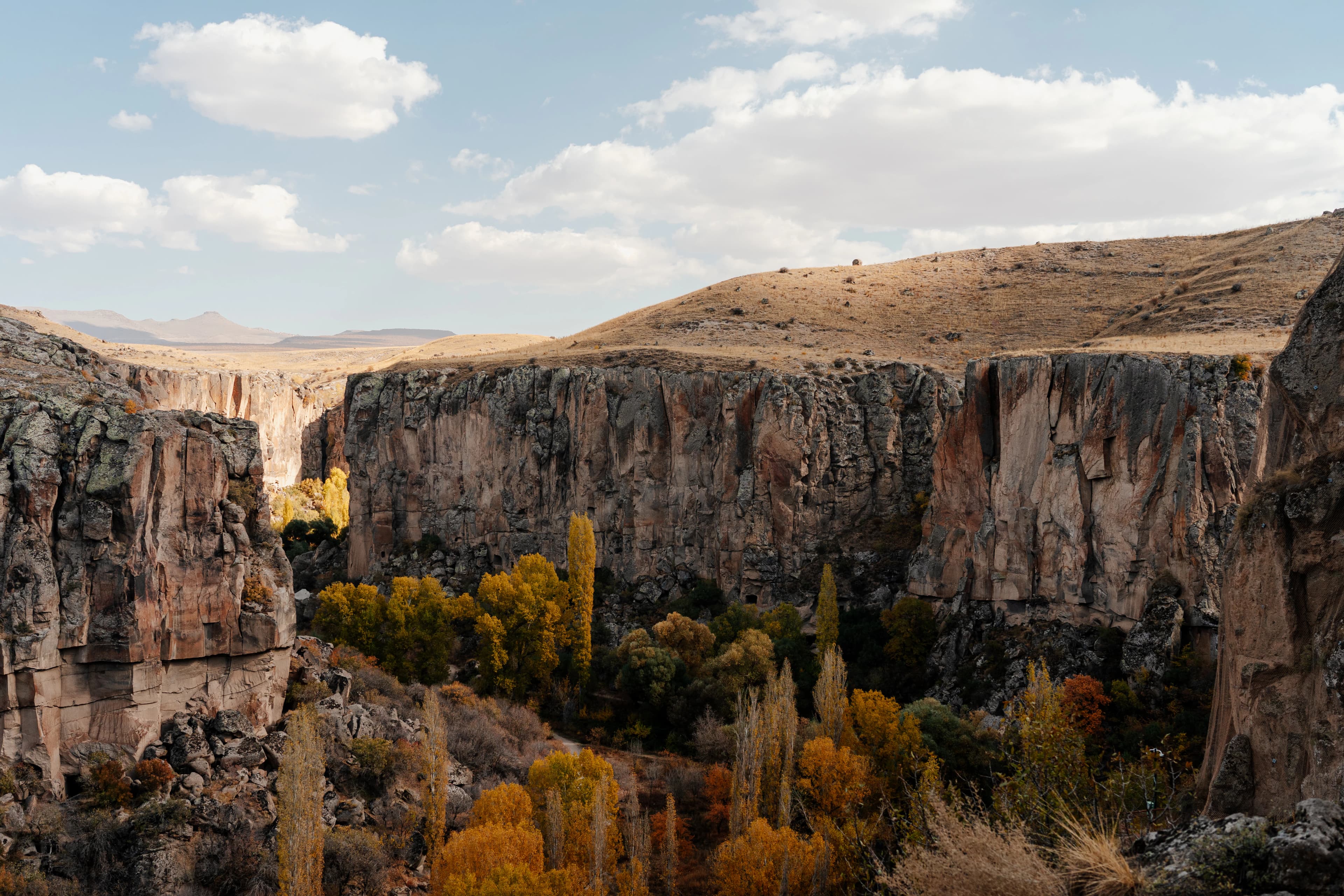 a rocky canyon with trees