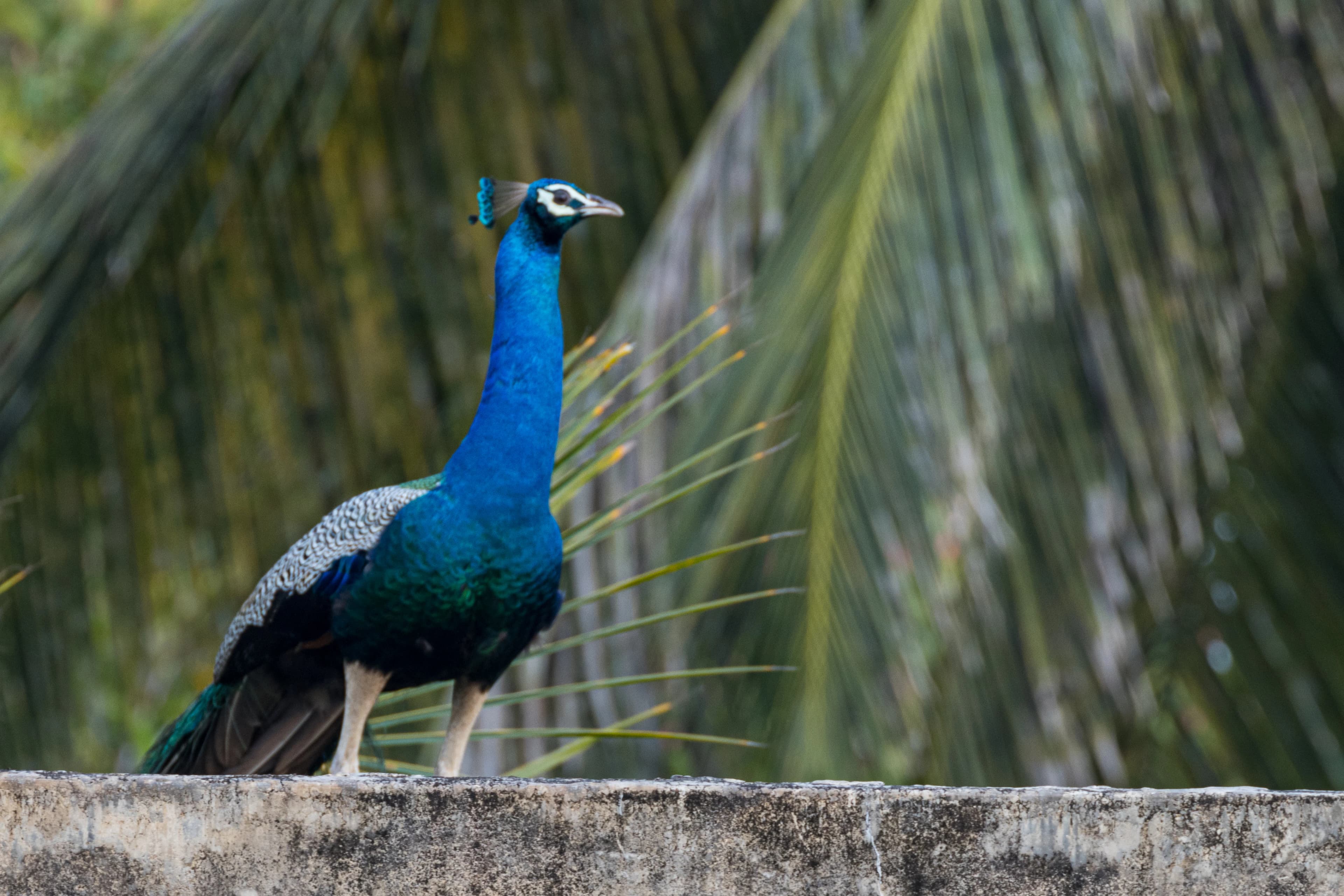 a peacock standing on top of a cement wall
