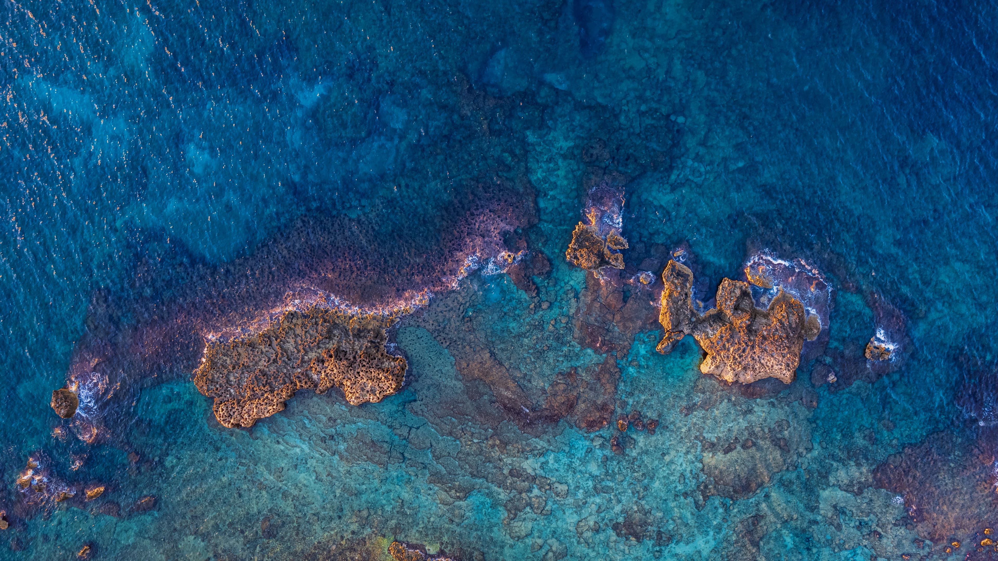 a group of sea animals