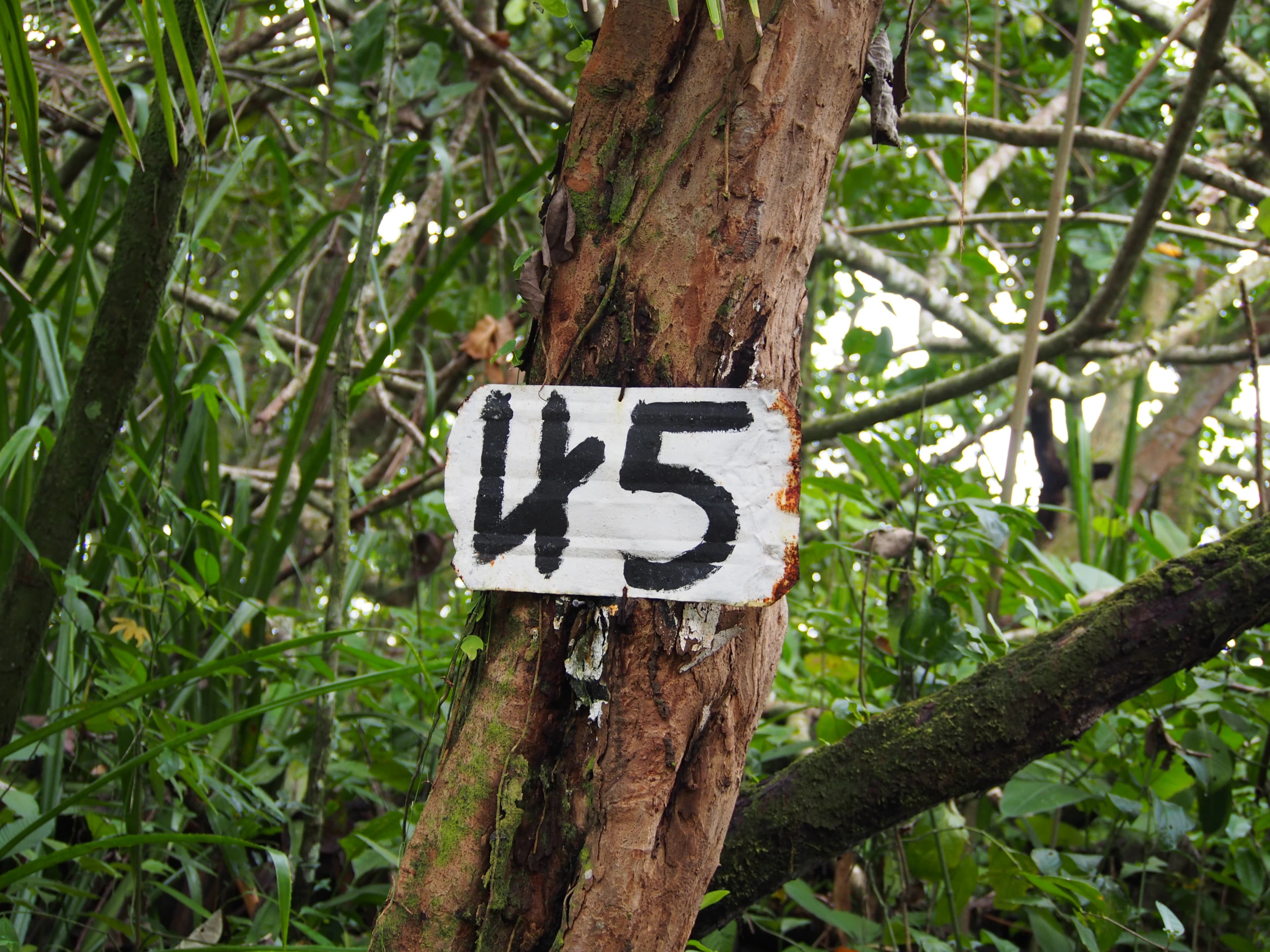 A white sign with the number 45 on a tree