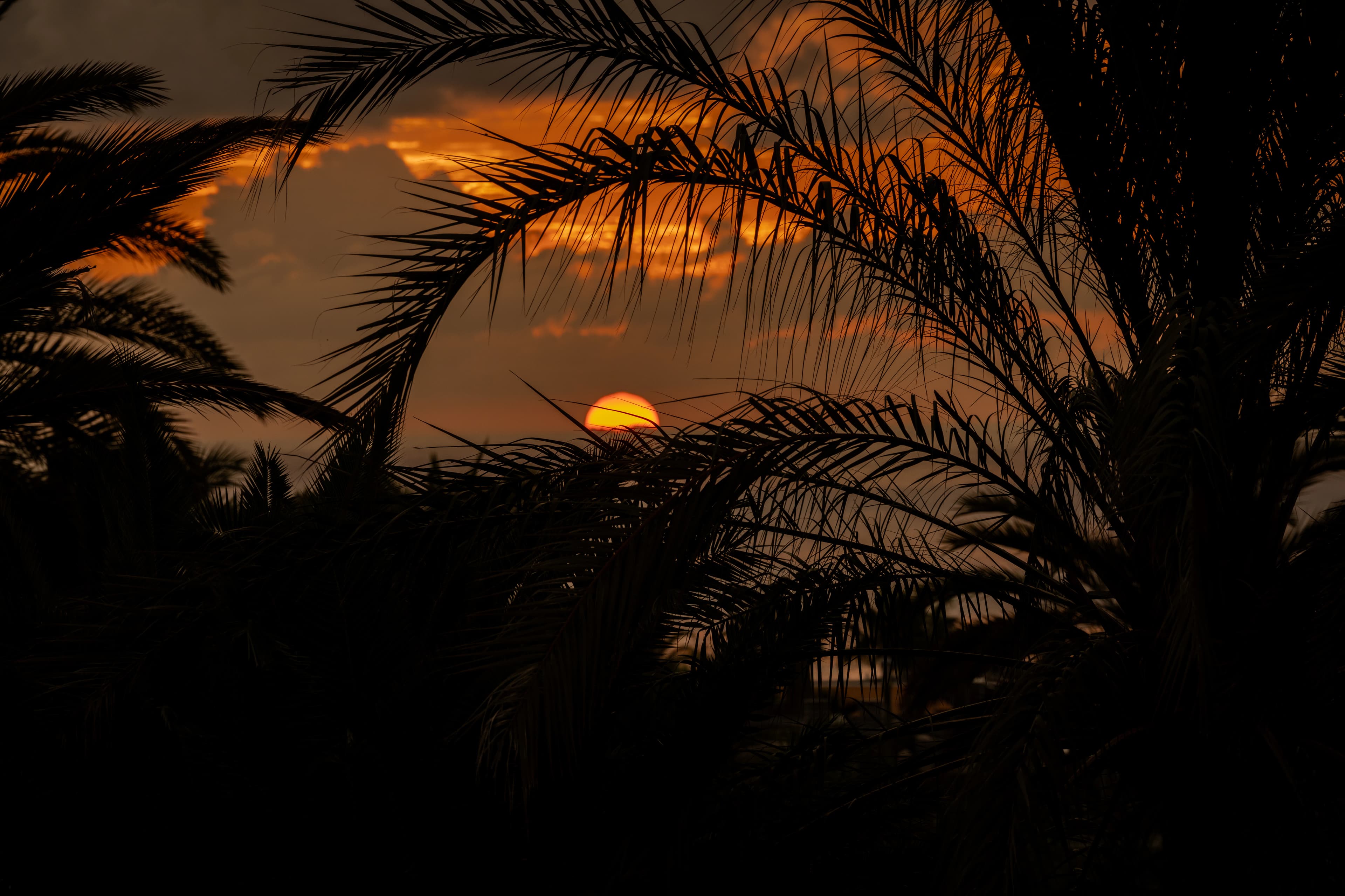 Sunset through silhouetted palm tree fronds