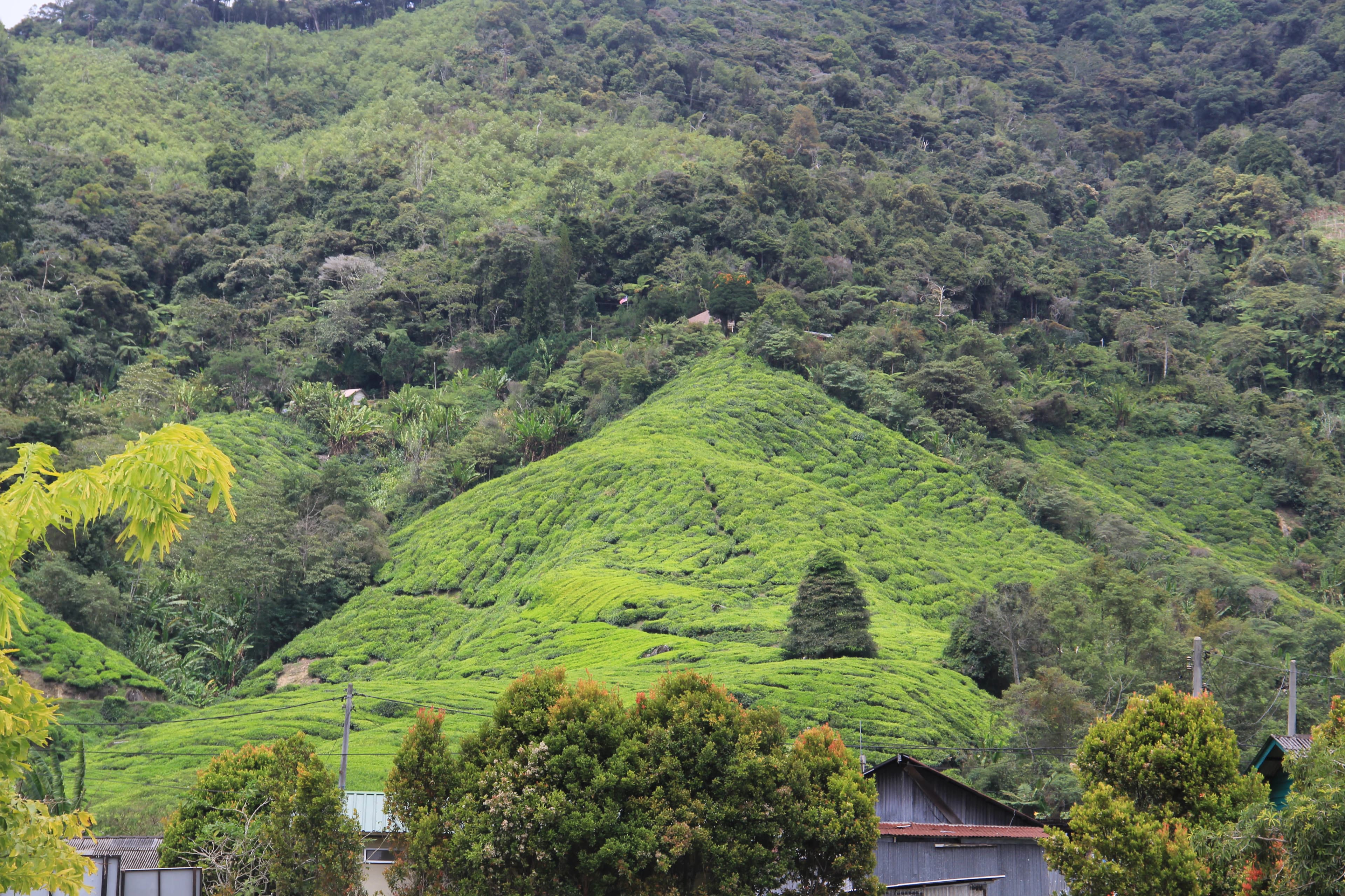 a lush green hillside covered in lots of trees