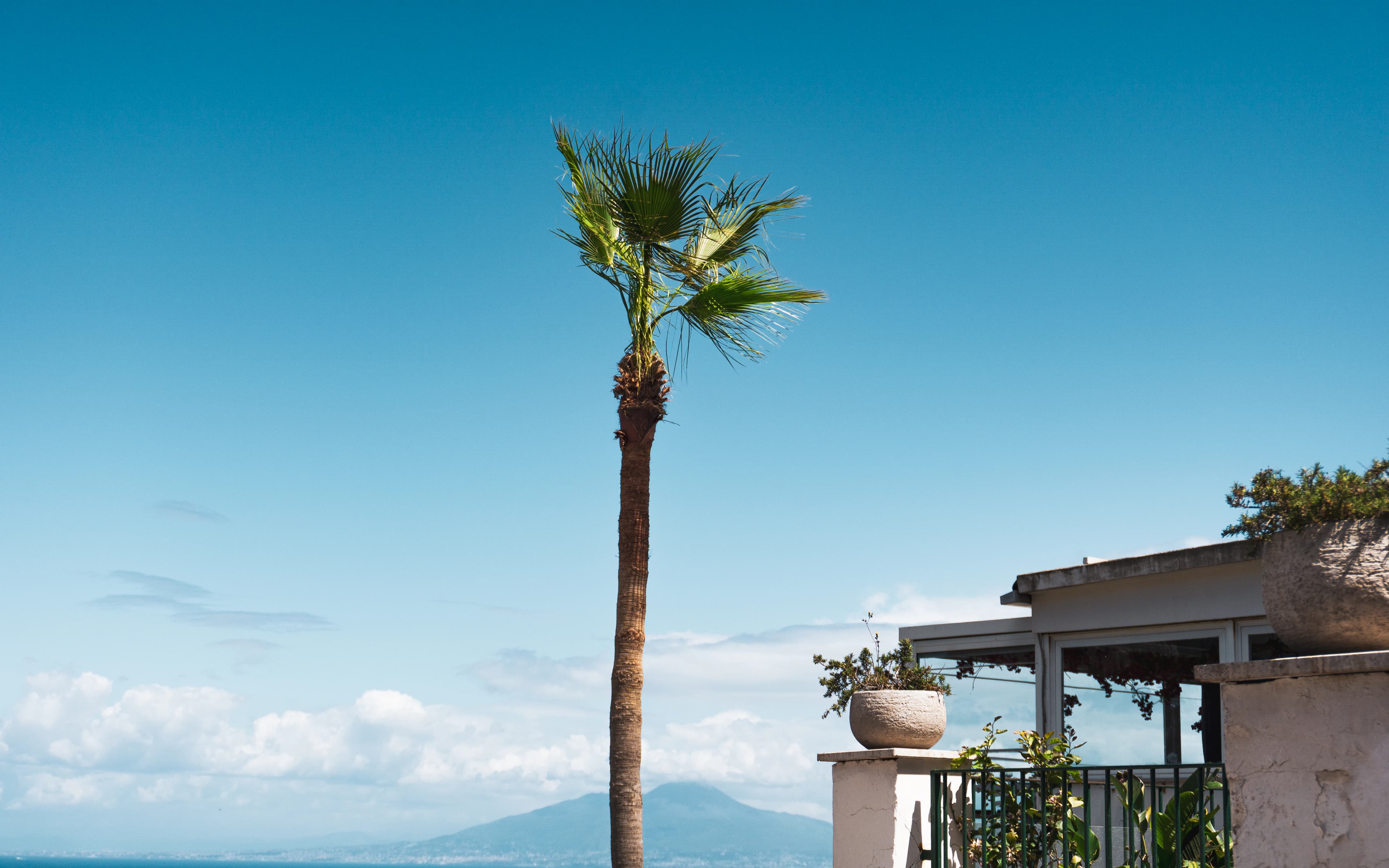 Palm tree stands before a scenic blue sky.