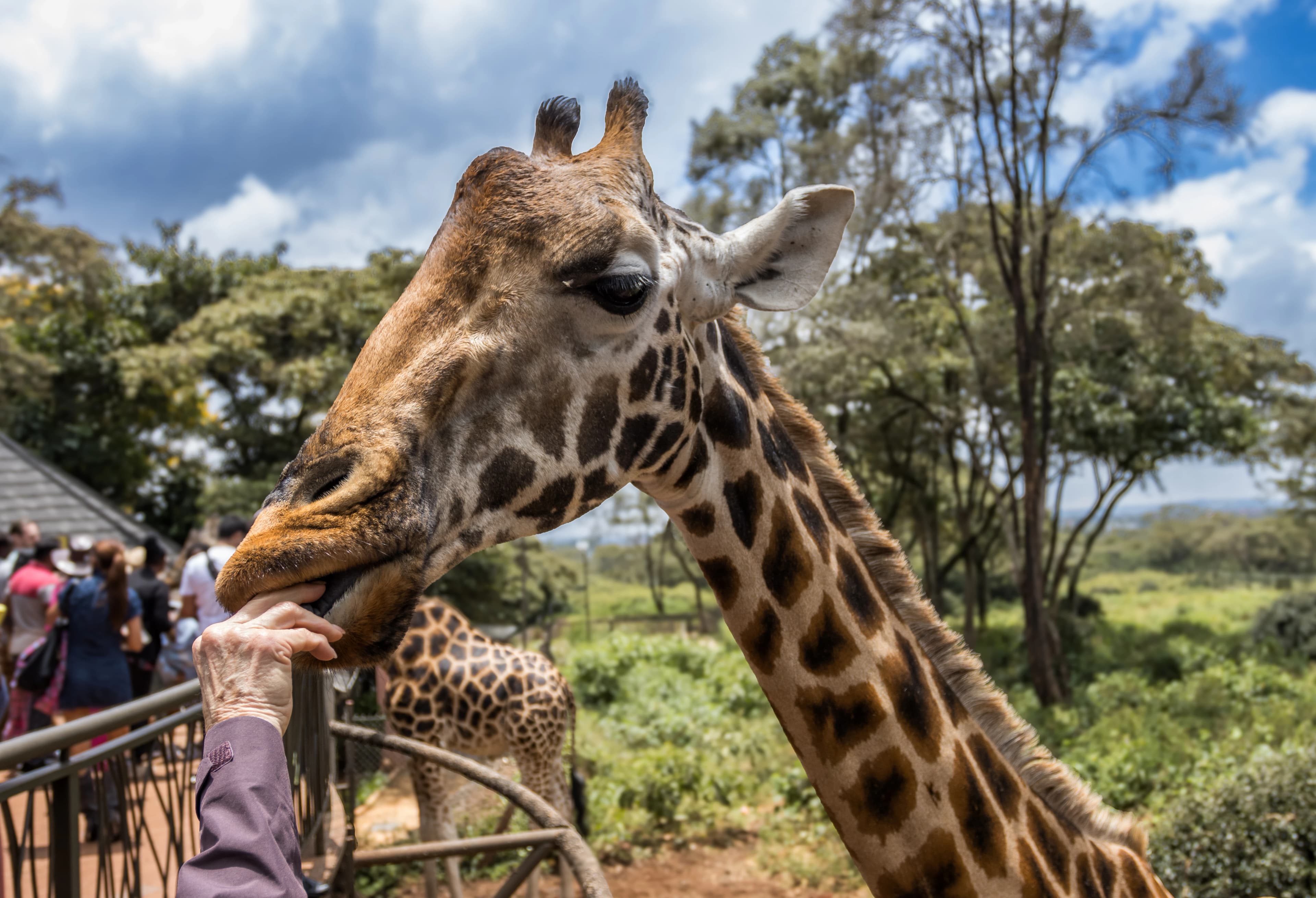 Giraffe eating from a person's hand at a zoo.