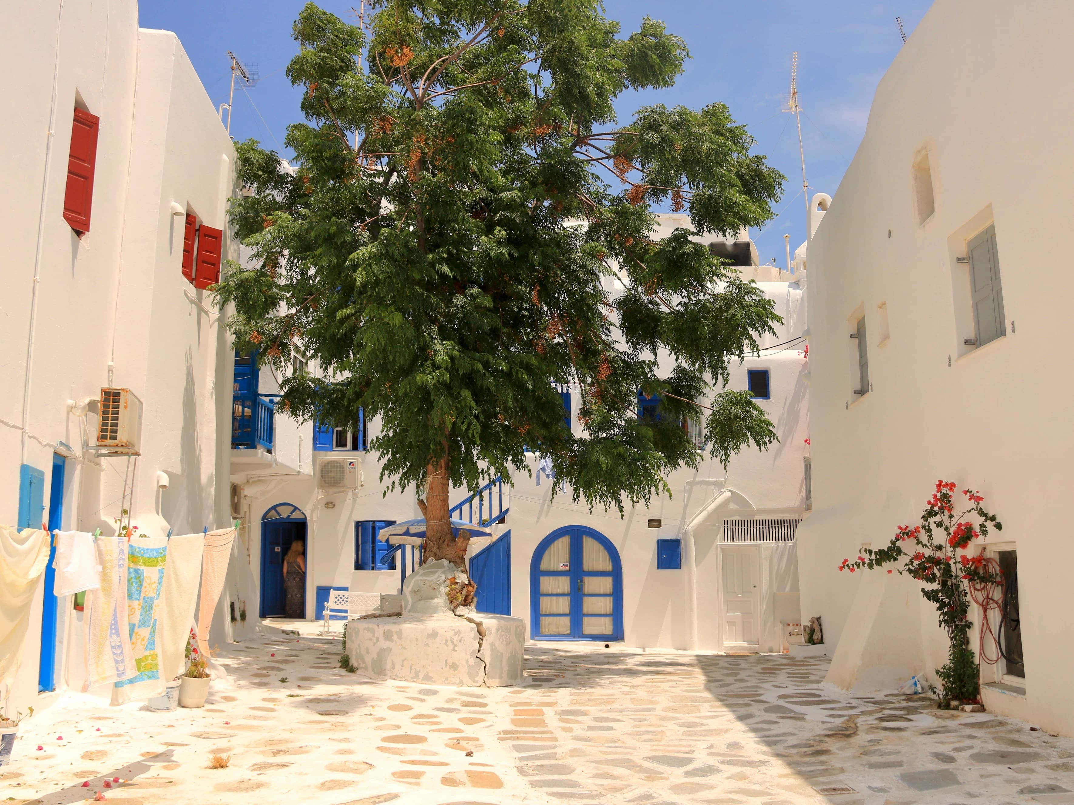 a tree in the middle of a cobblestone street