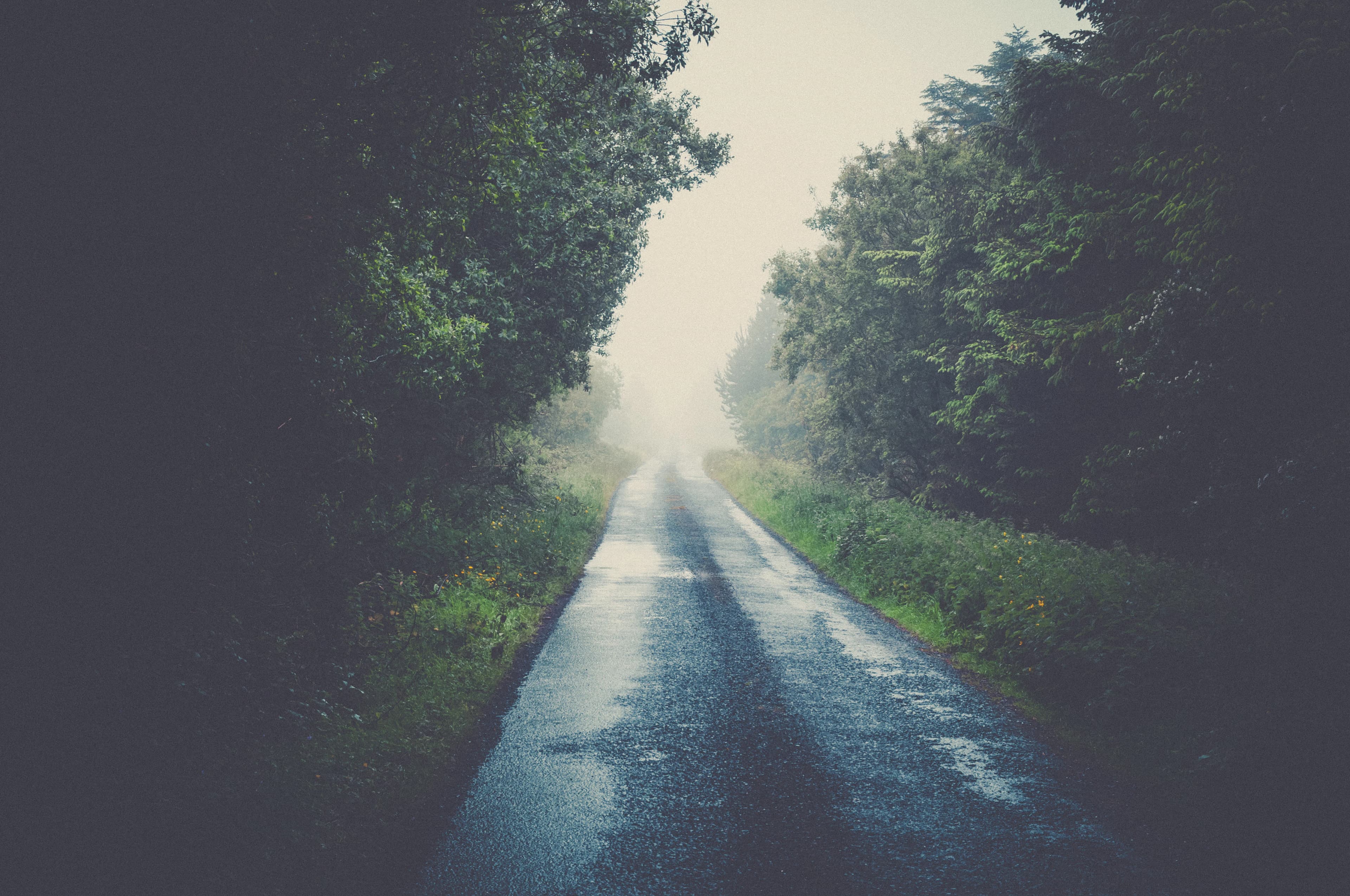 gray concrete road surrounded by trees
