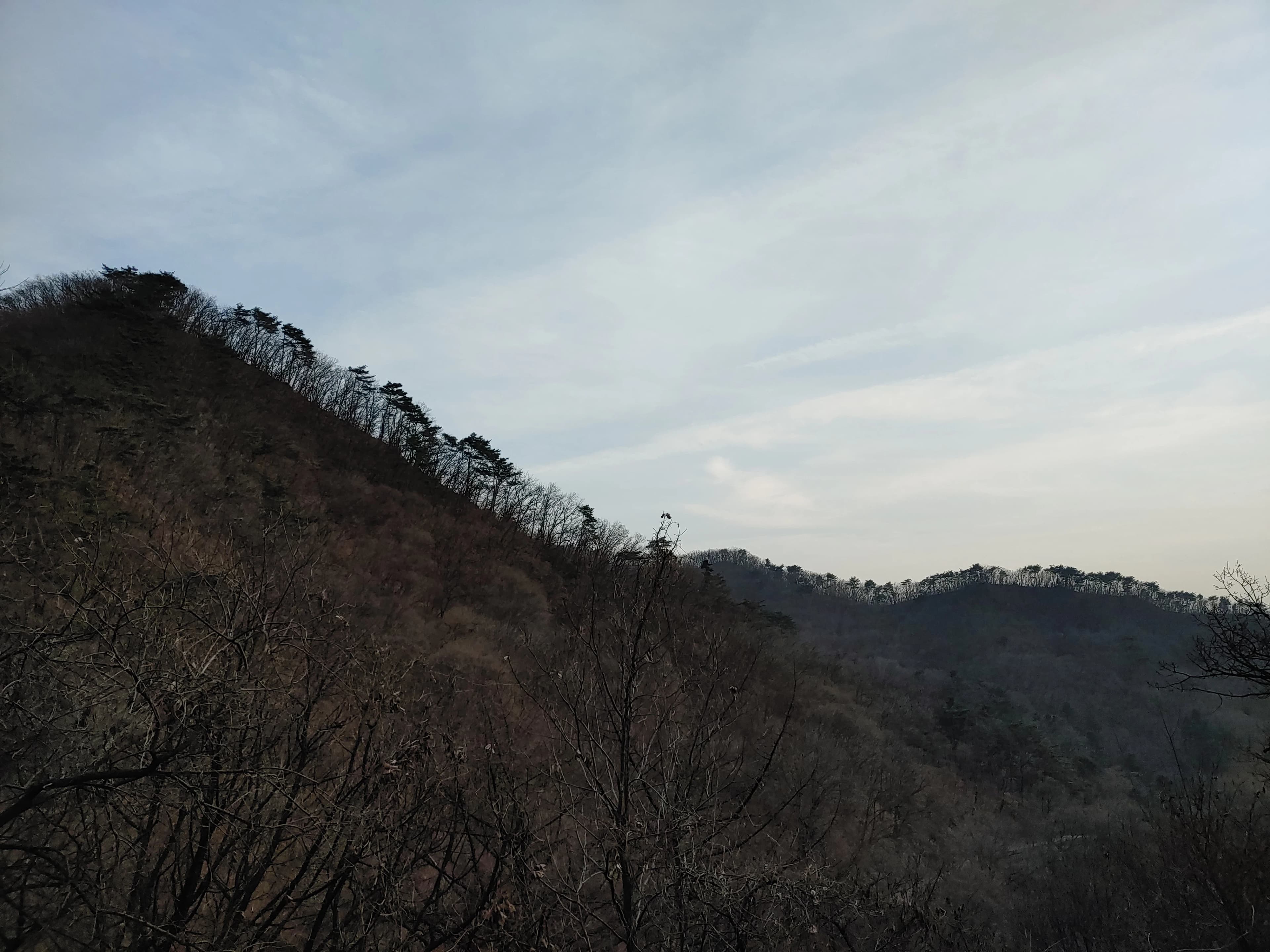 green trees in the mountain under a calm blue sky