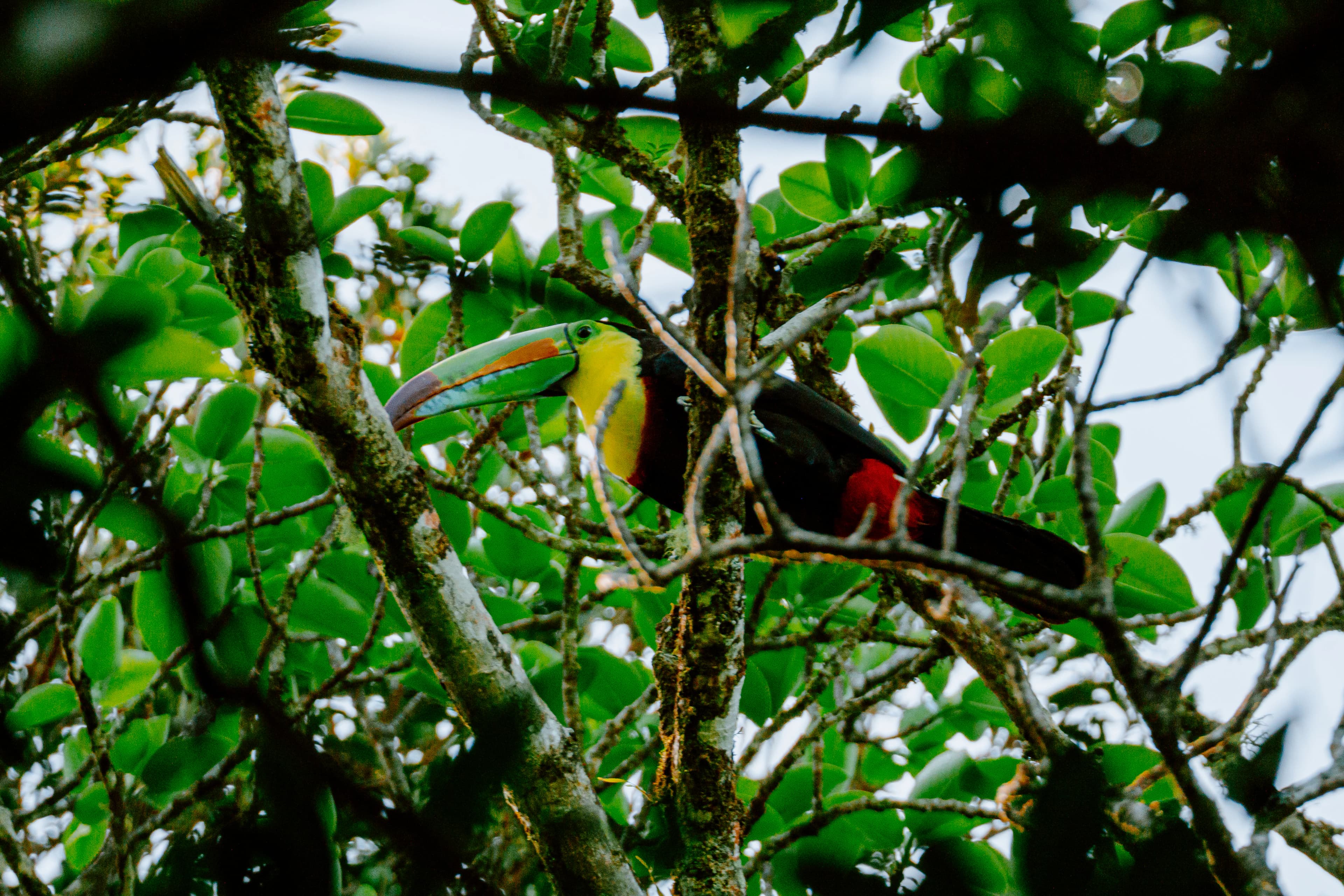 A colorful toucan perched among green leaves.