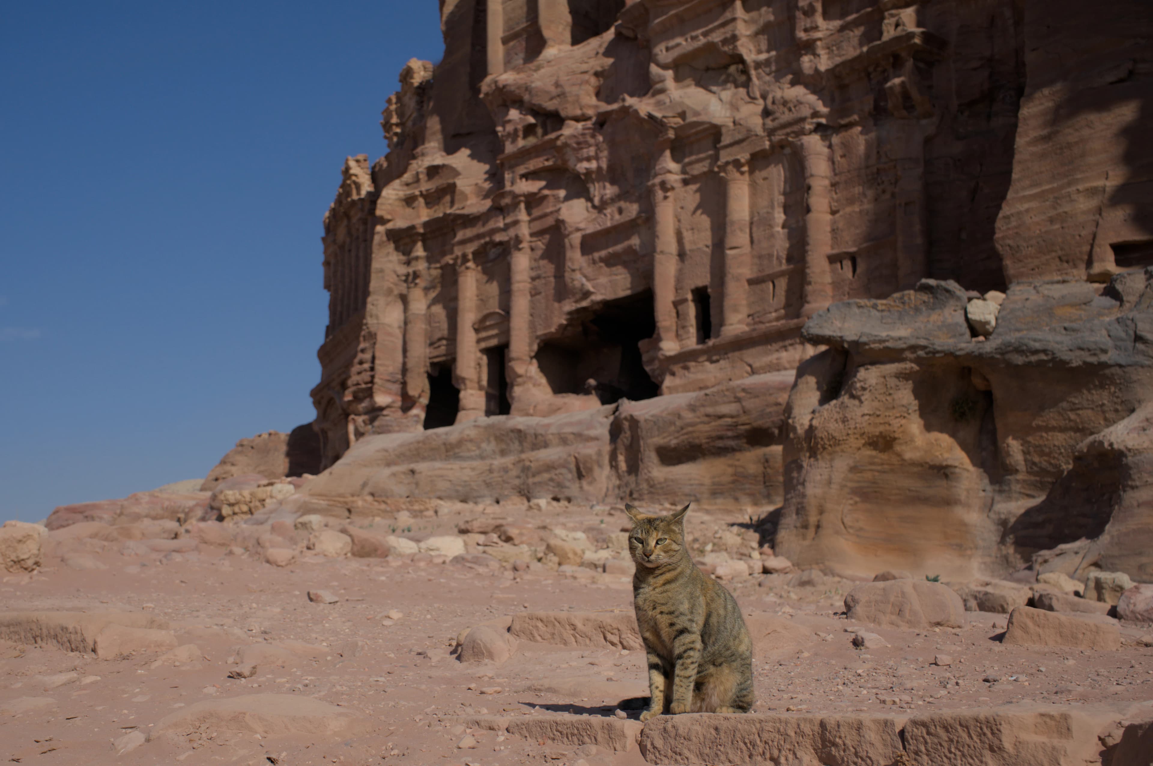 A cat sits in front of ancient rock-cut structures.