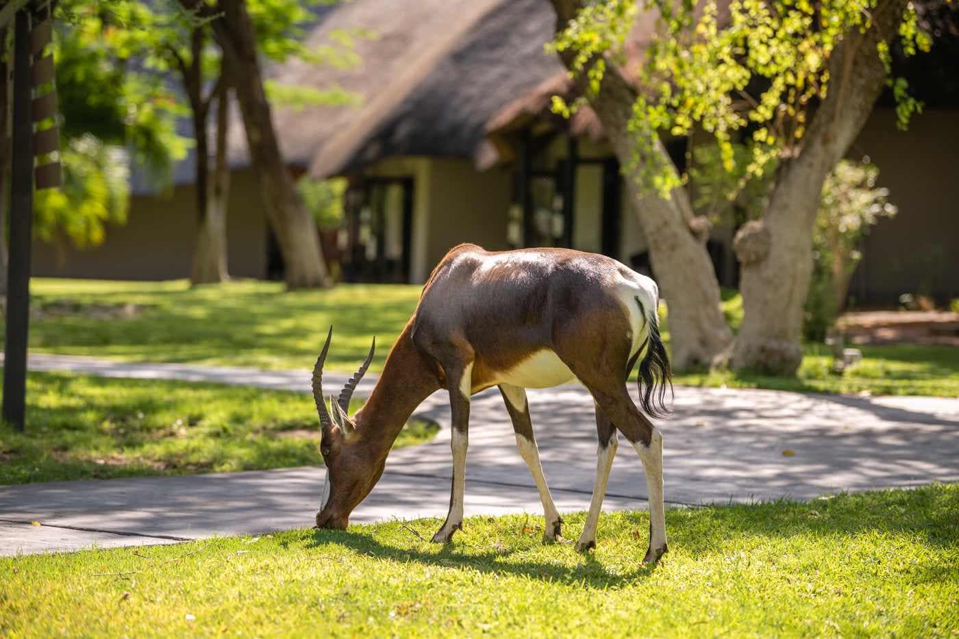 Mokuti Etosha Lodge Ansicht 10