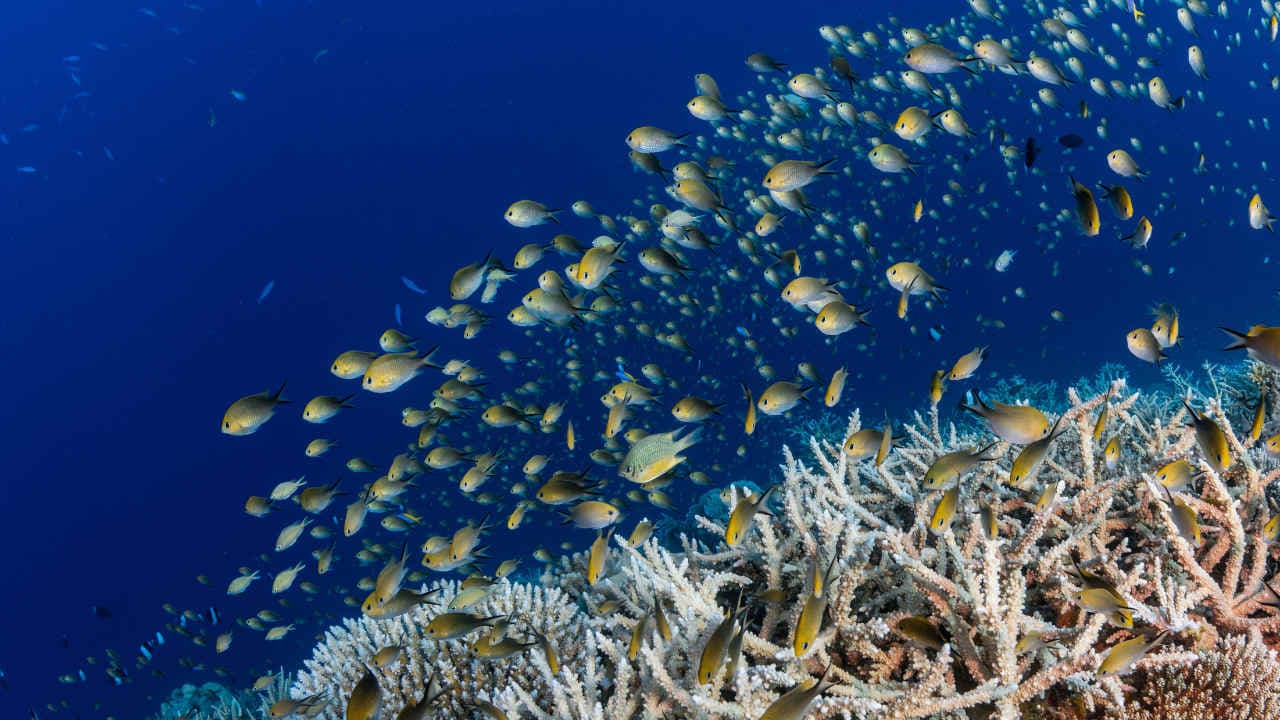 Park Hyatt Maldives Hadahaa Ansicht 9