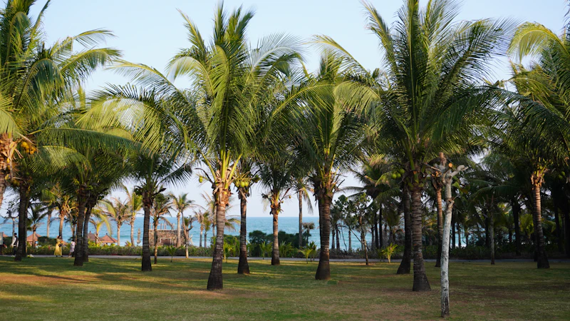 Palmenbucht Haitang Bay
